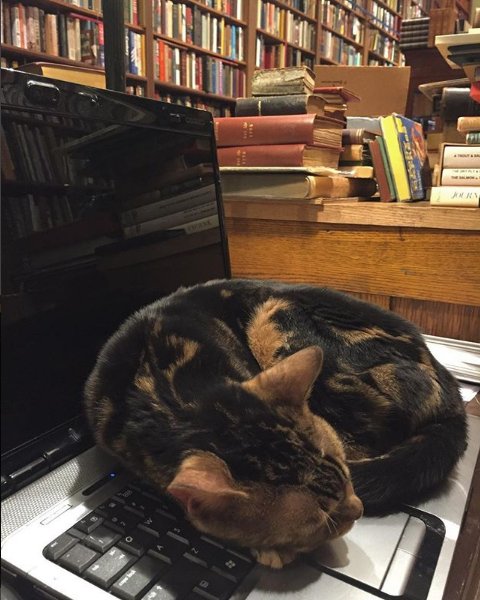 oldfloridabooks's tweet photo. Bob in the middle of some very important work.
#caturday https://t.co/rS7HNlSpyg