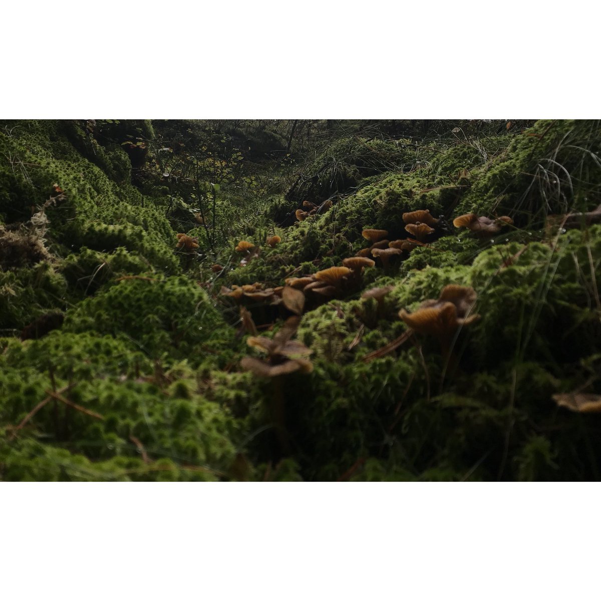 Metsään mentiin tänäänkin. Jätin eväsrepun eteiseen. Perhe kiitti.
#metsä #sienet