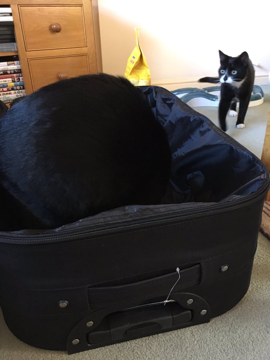 Thievesbook's tweet photo. @therogue_astro @sciencemuseum @Victrix75 @wrenandrookbook @WorldSpaceWeek @thehiveworks And since then, our explorers have found the new suitcase .... #getyourcattomars https://t.co/ow8s4rEFPb