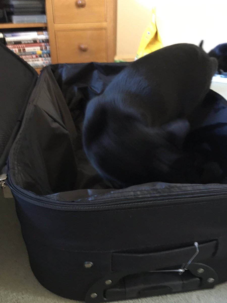 Thievesbook's tweet photo. @therogue_astro @sciencemuseum @Victrix75 @wrenandrookbook @WorldSpaceWeek @thehiveworks And since then, our explorers have found the new suitcase .... #getyourcattomars https://t.co/ow8s4rEFPb