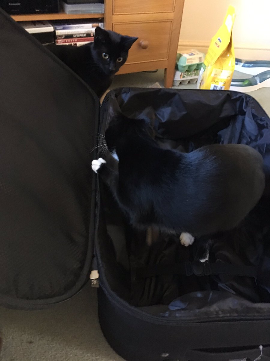 Thievesbook's tweet photo. @therogue_astro @sciencemuseum @Victrix75 @wrenandrookbook @WorldSpaceWeek @thehiveworks And since then, our explorers have found the new suitcase .... #getyourcattomars https://t.co/ow8s4rEFPb