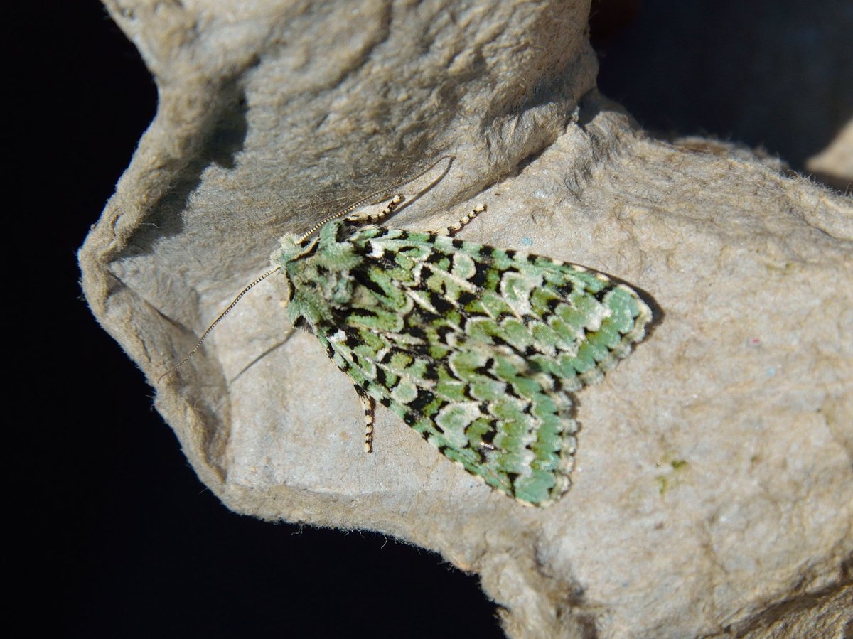 JimAsherBC's tweet photo. Scottish Members' Day @savebutterflies @BC_Scotland brought out Commas in the sun, a Merveille du Jour from the night before and lots of keen admirers. Ideal weather for the occasion! https://t.co/c3e9UYn9sC