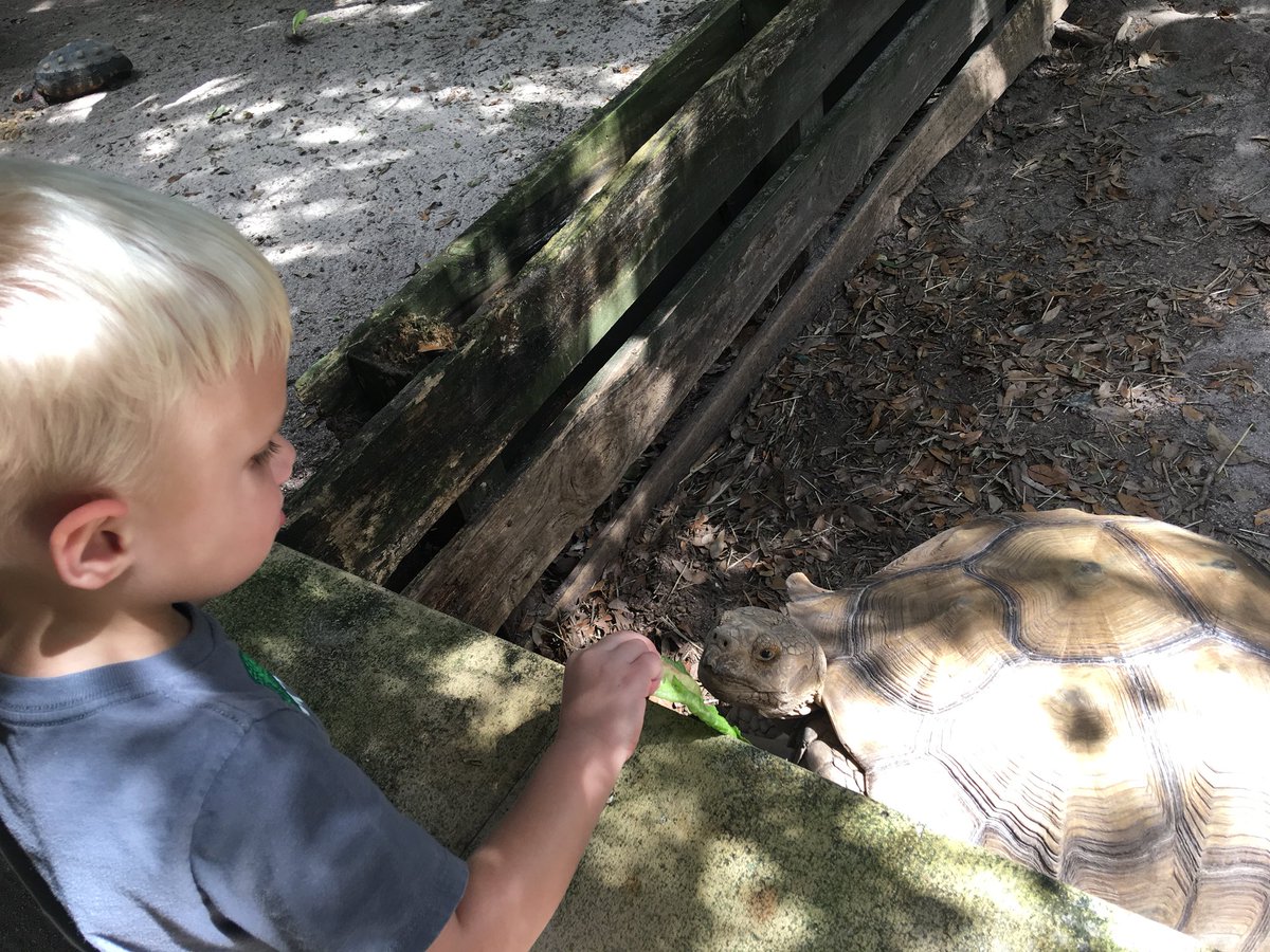 “Fun, smiles, and crocodiles!” Fun morning feeding the tortoises at Smooth Waters Wildlife Park in DeLeon Springs this morning. #smoothwaters #visitlocal