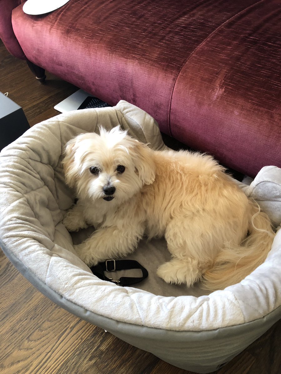 girldevilpit's tweet photo. Someone is super into his new car seat. (MY HEART) https://t.co/RoPf1XgXnv