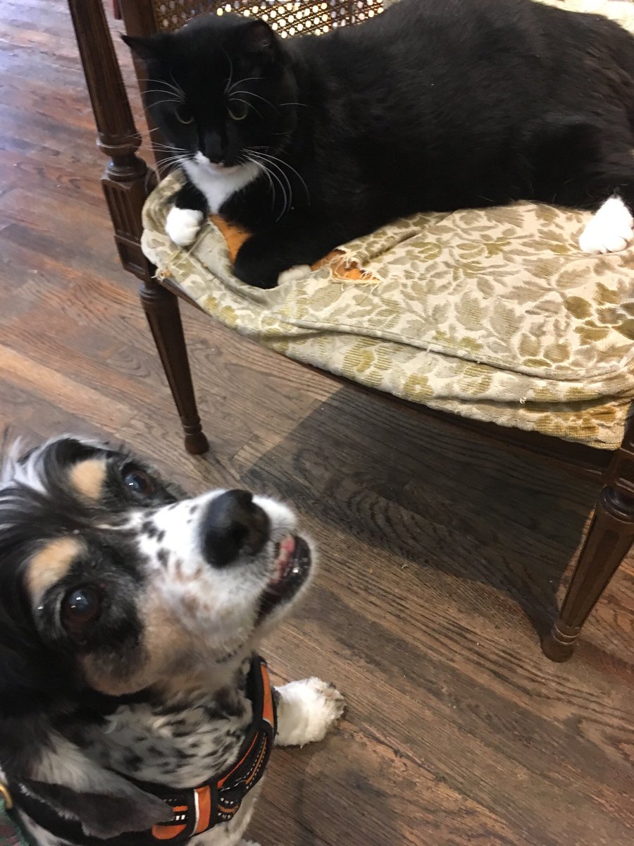 CharlieBearNYC's tweet photo. @PenguinUKBooks @booksellercrow Logos Bookstore on 84th &amp; York, home to Mr BooBoo the cat 😻 https://t.co/8MhbadMz3B https://t.co/8YsvrUUAJF