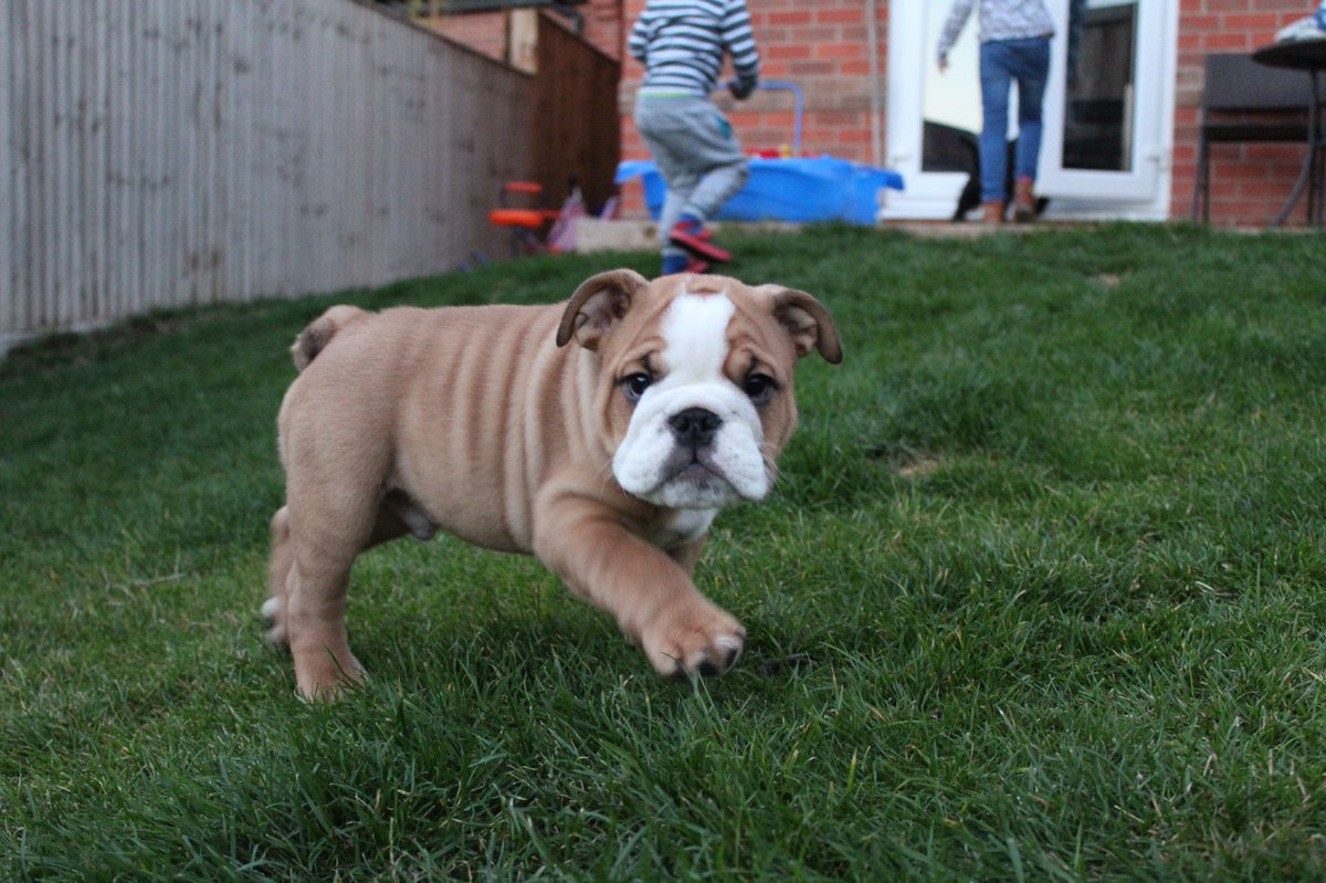 Brave_Hayes's tweet photo. Today a new addition to the family, little sol a kc registered English bulldog he’s also going to be my bank buddy when he gets a bit older 😊 anybody else take their dogs fishing with them? https://t.co/5gv8NV9XFf