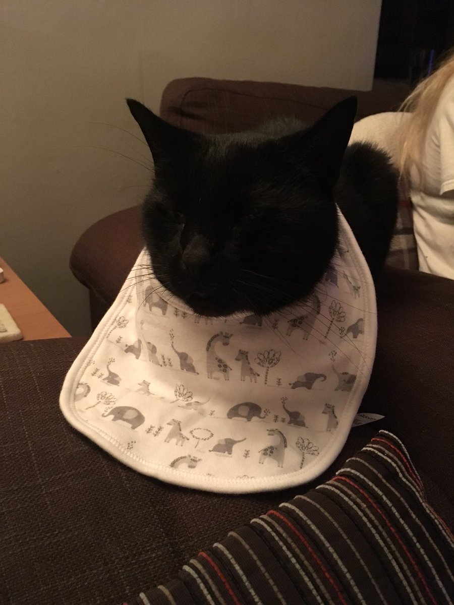 JakeTheCat3's tweet photo. Am ready for my dinner now mummy!! 😹😻🐾🐾#hungryjake https://t.co/yiWhQW4s8Z
