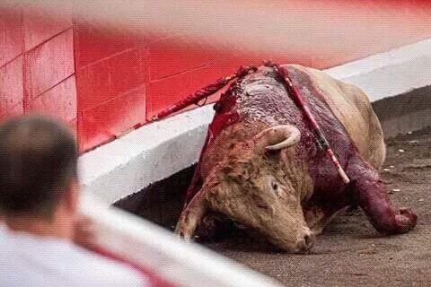_Naeray's tweet photo. « Quand la corrida avance, c’est l’humanité qui recule. »

Voici une pétition lancée par @30millionsdamis que je vous invite à signer absolument, pour l'abolition définitive de la corrida en France.

Merci de partager en masse.

https://t.co/tmoMXyNBV0 https://t.co/t4Asz4jBBY