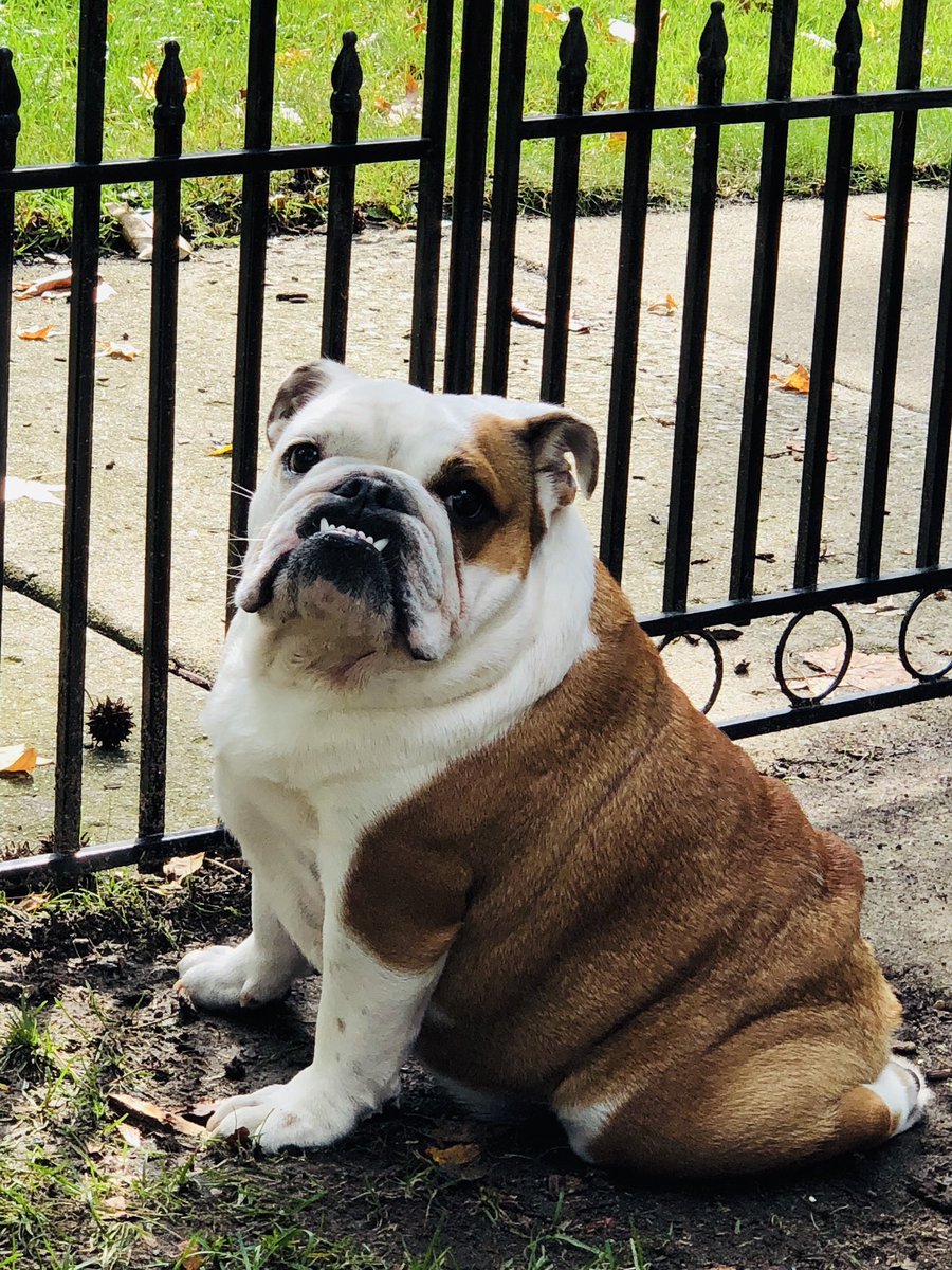 4AllSoulKind's tweet photo. #Tank🐾
She’s awaiting the #ConfirmationVote https://t.co/Fls0NmtdE5