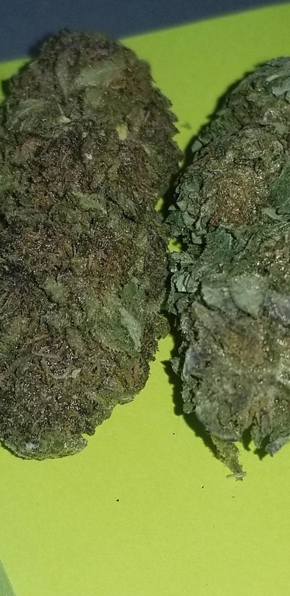 AutumnSodomy's tweet photo. 🔥 New York Purple Diesel #NYPD #Cannabis #Marijuana #Weed #Bud #MaryJane #Ganja #Green #THC #CBD #MarijuanaPics #WeedPics #CannabisPics #Purple #PurpleDiesel #420Friendly #420shouldbeanationalholiday #420Everyday #4Twenty #Four20 #Stoners #420blazeit #Reefer #Strains #Potheads https://t.co/s7MwLmzwVJ