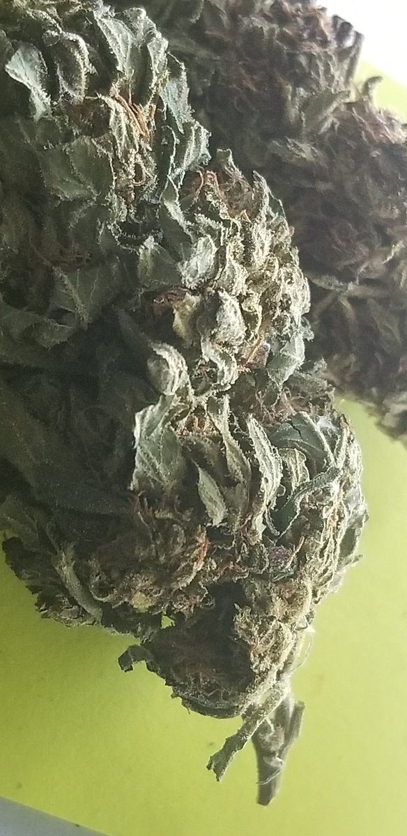 AutumnSodomy's tweet photo. 🔥 New York Purple Diesel #NYPD #Cannabis #Marijuana #Weed #Bud #MaryJane #Ganja #Green #THC #CBD #MarijuanaPics #WeedPics #CannabisPics #Purple #PurpleDiesel #420Friendly #420shouldbeanationalholiday #420Everyday #4Twenty #Four20 #Stoners #420blazeit #Reefer #Strains #Potheads https://t.co/s7MwLmzwVJ