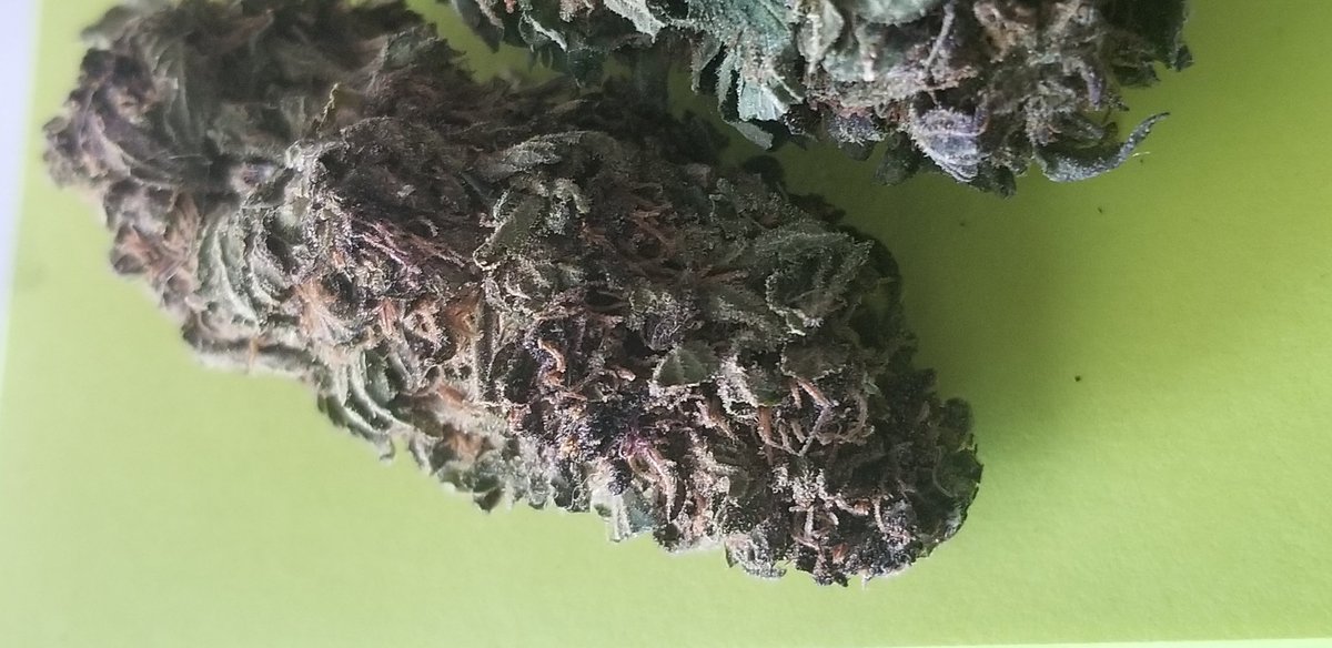 AutumnSodomy's tweet photo. 🔥 New York Purple Diesel #NYPD #Cannabis #Marijuana #Weed #Bud #MaryJane #Ganja #Green #THC #CBD #MarijuanaPics #WeedPics #CannabisPics #Purple #PurpleDiesel #420Friendly #420shouldbeanationalholiday #420Everyday #4Twenty #Four20 #Stoners #420blazeit #Reefer #Strains #Potheads https://t.co/s7MwLmzwVJ