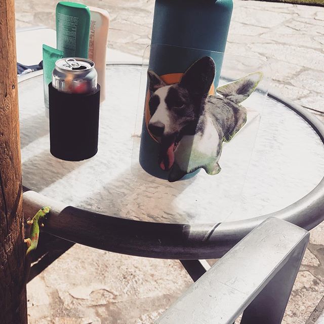 WhiskeyCorgi's tweet photo. Made a new friend today!! Had a lovely chat about the locals and who gives out the best snacks. #flatwhiskey - - -
- - -
Says the hotel treats him well and they have a wonderful business deal of free housing for tiny pest control. - - -
- - -
#Puppy #cor… https://t.co/D89Lx7wR7V https://t.co/ScAhRUasAJ