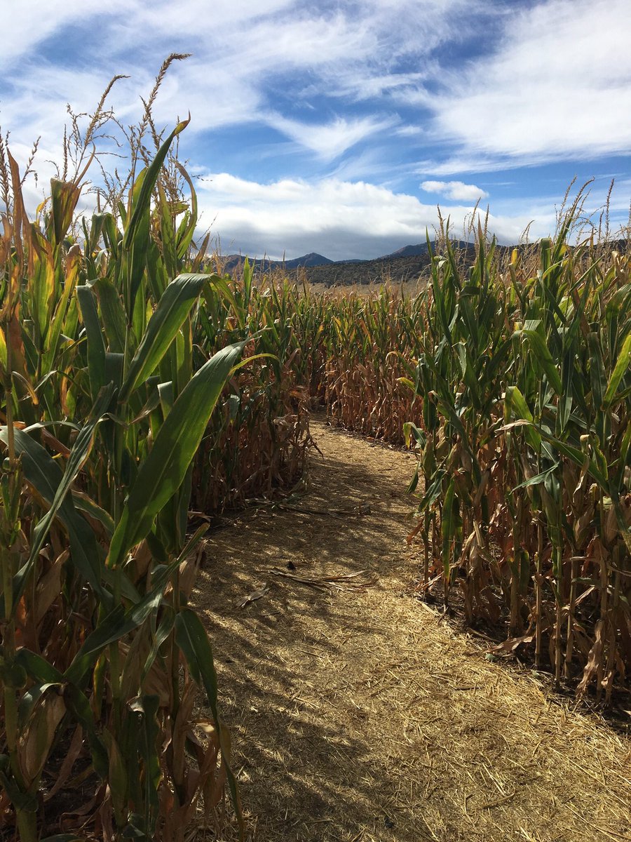 Denver Botanic Gardens On Twitter Corn Maze At Chatfield Farms