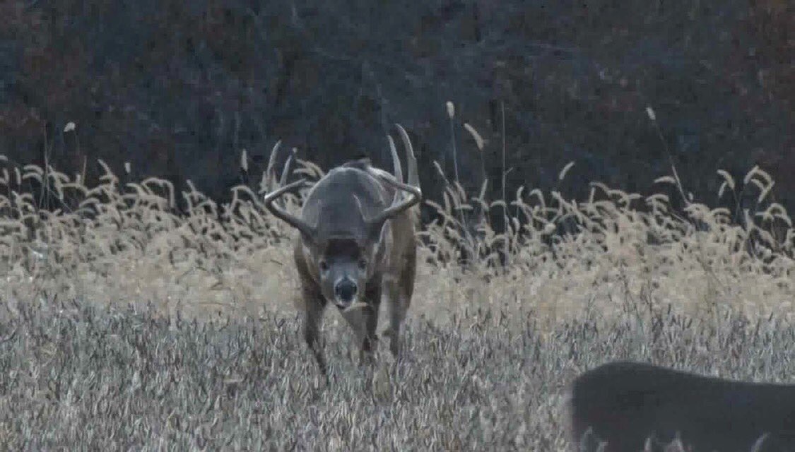 Drury Outdoors 🦌 tweet media