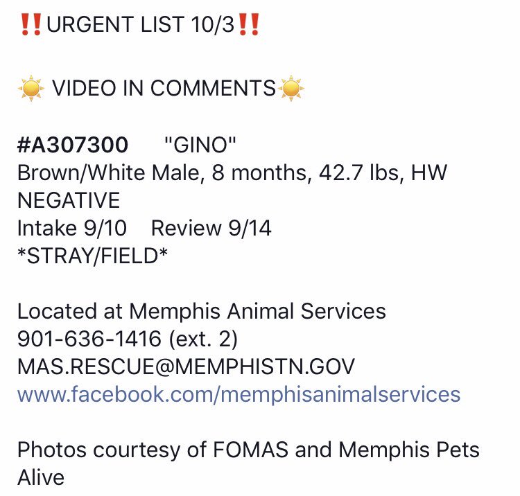 reddogsusie's tweet photo. #TN #MEMPHIS
🆘🆘CRITICAL Gino is just 8mo he is crying in his kennel! He is just a baby! Look at his face! He needs just one person to step up &amp; #FOSTER #ADOPT him &amp; save his life! Pls pls someone in #TN step up &amp; go get this boy, share yr sofa! #A307300
https://t.co/0GUMCHtpGl https://t.co/tfajbVTKmP