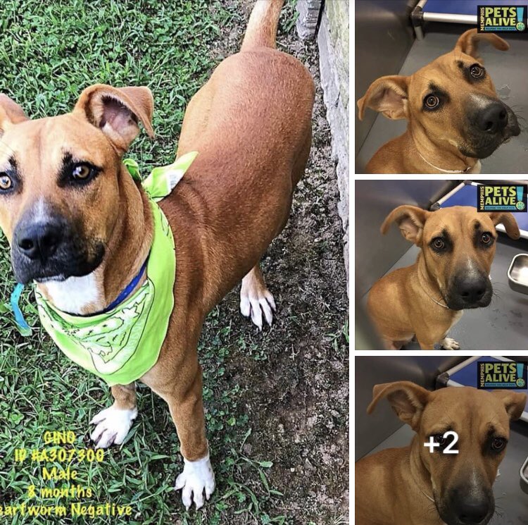 reddogsusie's tweet photo. #TN #MEMPHIS
🆘🆘CRITICAL Gino is just 8mo he is crying in his kennel! He is just a baby! Look at his face! He needs just one person to step up &amp; #FOSTER #ADOPT him &amp; save his life! Pls pls someone in #TN step up &amp; go get this boy, share yr sofa! #A307300
https://t.co/0GUMCHtpGl https://t.co/tfajbVTKmP