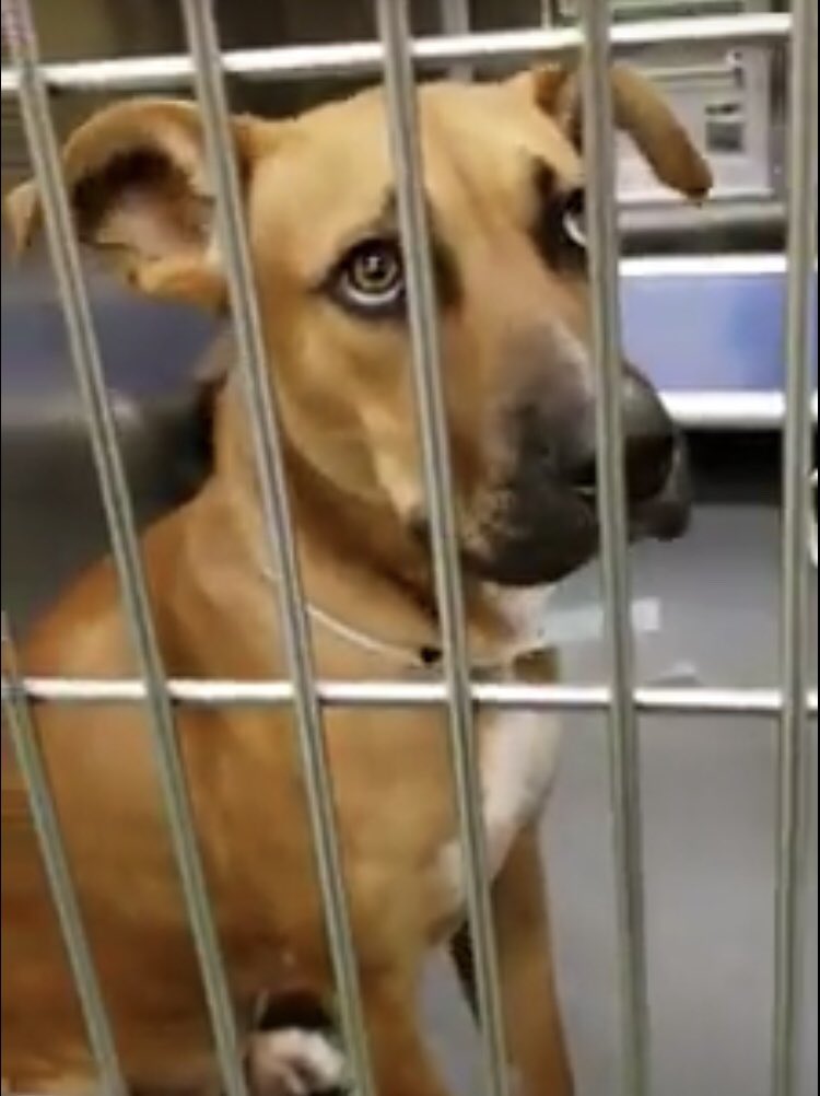 reddogsusie's tweet photo. #TN #MEMPHIS
🆘🆘CRITICAL Gino is just 8mo he is crying in his kennel! He is just a baby! Look at his face! He needs just one person to step up &amp; #FOSTER #ADOPT him &amp; save his life! Pls pls someone in #TN step up &amp; go get this boy, share yr sofa! #A307300
https://t.co/0GUMCHtpGl https://t.co/tfajbVTKmP