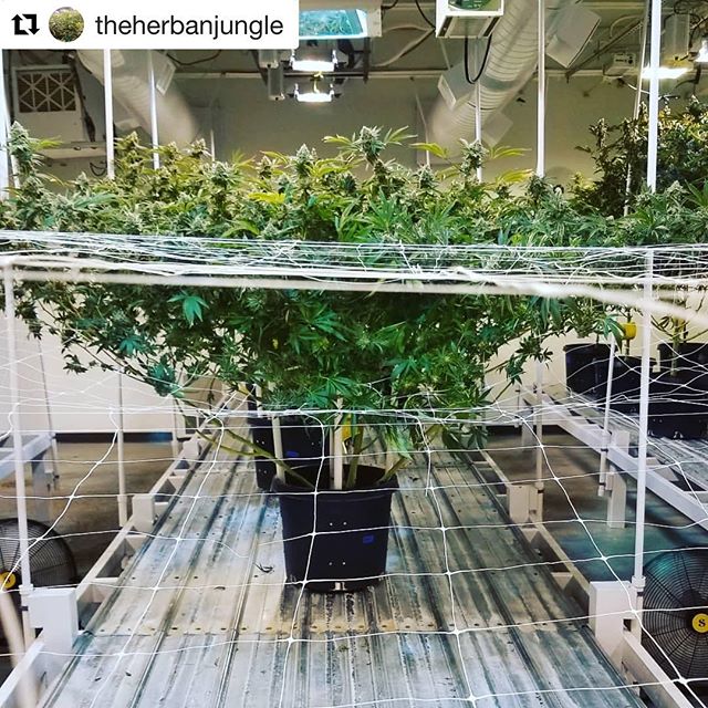 PermaClone's tweet photo. By: https://t.co/BOupbnvZ3O ใปใปใป
โOne Gorilla Glue, table is 6' wide. #mmmp #medicalmarijuana #hannainstruments #mammothmicrobes #terps #permaclone #hortilux #3rdcoastgenetics #cannabiscommunity #cannabis #currentcultureh2o #heavy16 #charcoir #weed #420 #pot #kush ..." https://t.co/M4NPoyD7Cf