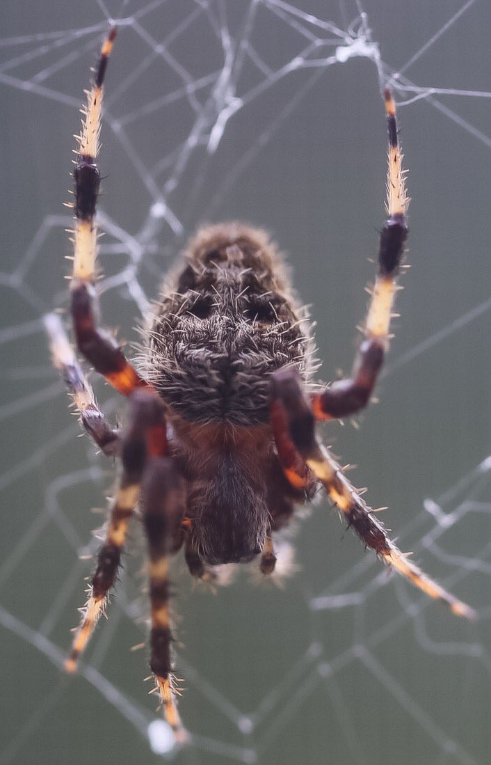 C J Alderson S Tweet Name That Spider Just In Time For C J Alderson S Tweet Name That Spider Just In Time For Season This Guy Spun His Web Right My Window Reply With Your Answers