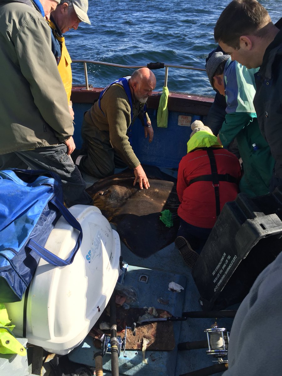 haleydolton's tweet photo. Ace day tagging skate with @AlexGrace1008 off #Ireland!! @PelagicLabQUB @nicklpayne @sunfishresearch @DrMJWitt #TheHelm https://t.co/ZCtJ0fvuVz