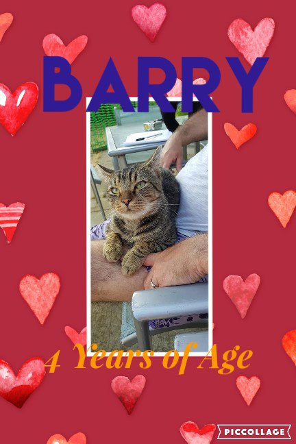HolliesAnimals's tweet photo. Forever home needed for Barry.  4 years of age.  Vaccinated, Microchipped, neutered, worm and flea treatment up to date.  Call 01526 890098 for more info. https://t.co/Q5OJzK94ir