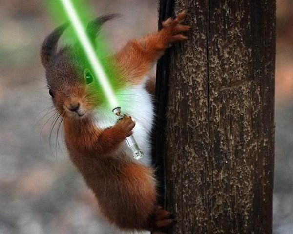 squirrels with lightsabers