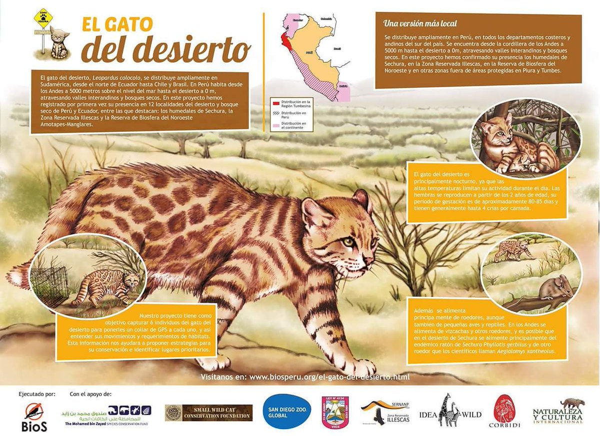 Alvaro García (@alvaro_garcia_o) on Twitter photo The poster of our research and conservation project about #PampasCat (L. colocolo) in NW #Peru. Thanks to all the institutions and volunteers for their support! Great team <a href="/CindyM_Hurtado/">Cindy Hurtado</a>!
#ConservationOptimism #DryForest
<a href="/smallwildcats/">Small Wild Cat Conservation Foundation</a> <a href="/IDEAWILD/">IDEA WILD</a> <a href="/corbidi/">EdAmbiental Corbidi</a> @SavingNature <a href="/SERNANP/">SERNANP</a> The poster of our research and conservation project about #PampasCat (L. colocolo) in NW #Peru. Thanks to all the institutions and volunteers for their support! Great team <a href="/CindyM_Hurtado/">Cindy Hurtado</a>!
#ConservationOptimism #DryForest
<a href="/smallwildcats/">Small Wild Cat Conservation Foundation</a> <a href="/IDEAWILD/">IDEA WILD</a> <a href="/corbidi/">EdAmbiental Corbidi</a> @SavingNature <a href="/SERNANP/">SERNANP</a>