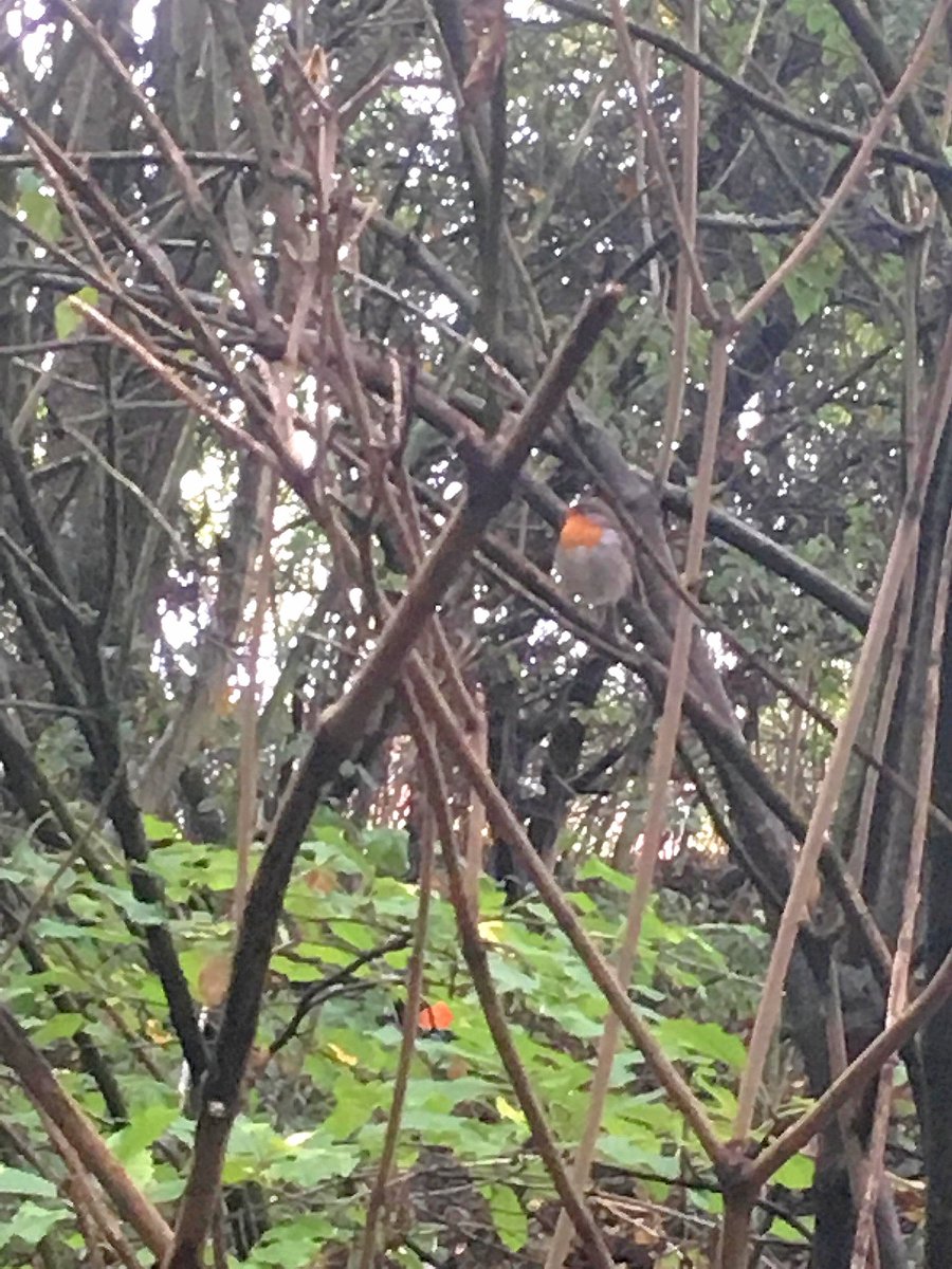 Amazing how much wildlife the campus has to offer. From robins to shaggy ink caps, you never know what you'll see! 🐦🐞🐝🐛🐌🌱🍁🍄
Thank you all for coming today, our next session is Tuesday 5:30-7ish, we will be doing a British birds quiz. See you then! 🐦🦆🦉