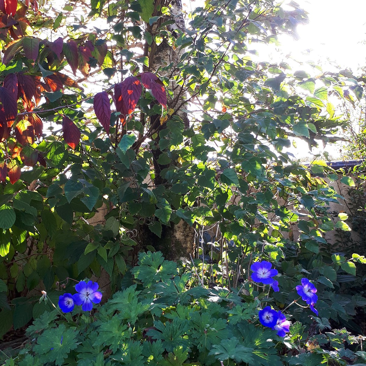 Beautiful Autumn Day in Brackloon