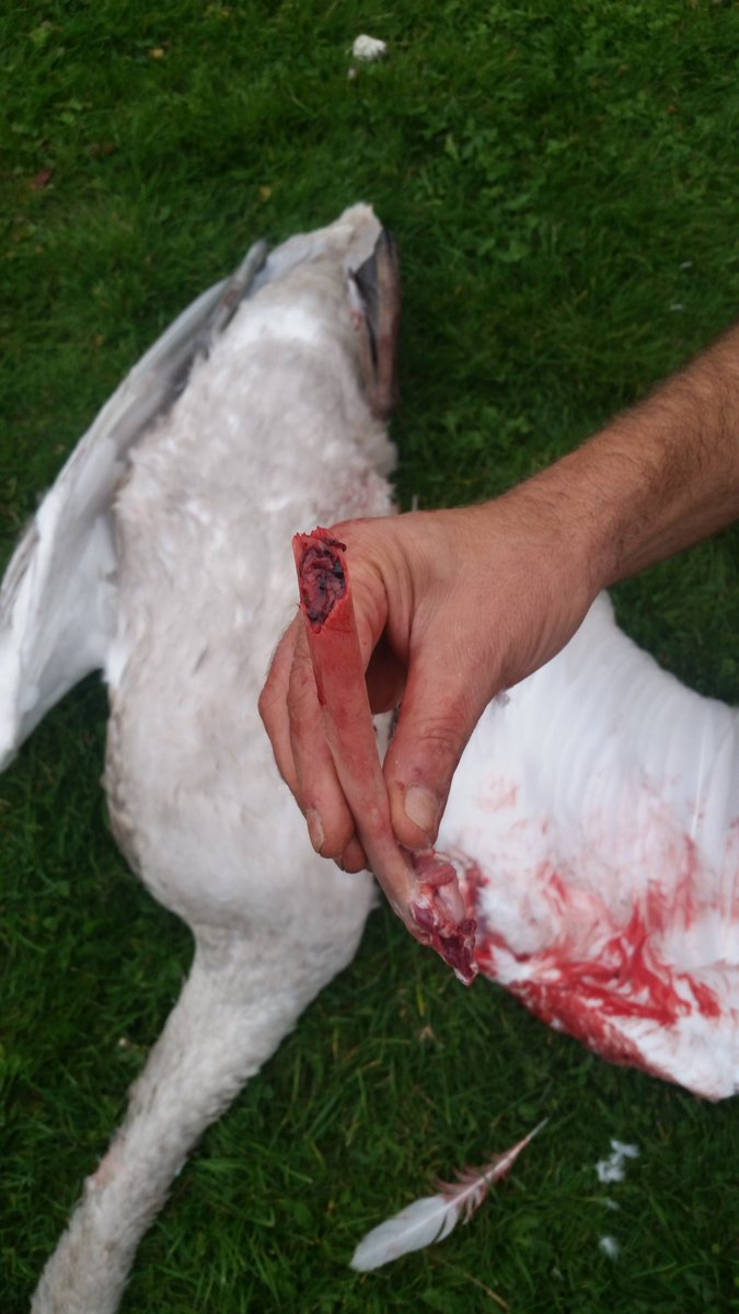 GrantAuton's tweet photo. Called to two Cygnets in the last 3 weeks, one at #AntonLakes attacked by dog off lead, snapped Humerus and severed an artery, second at #RooksburyMill injury by a dog again resulting in euthanisation. When will @TestValleyBC do something about this, happens year in year out !!! https://t.co/UIX1BDF0F6