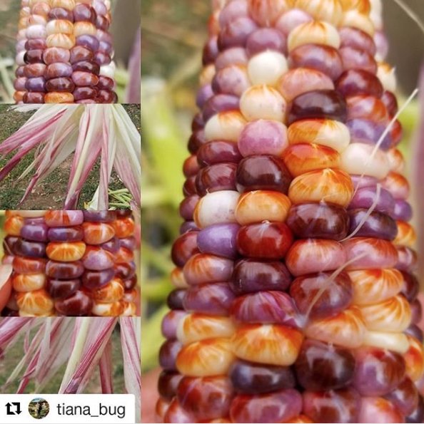 NativeSeedsSRCH's tweet photo. Absolutely beautiful!
Member Only variety available here: https://t.co/p3hcIc6ssD
#Repost @tiana_bug
"Maricopa sweet corn from @nativeseedssearch #tcedc #nss #grownorganic #nofilter" https://t.co/S7K4QZRcqy