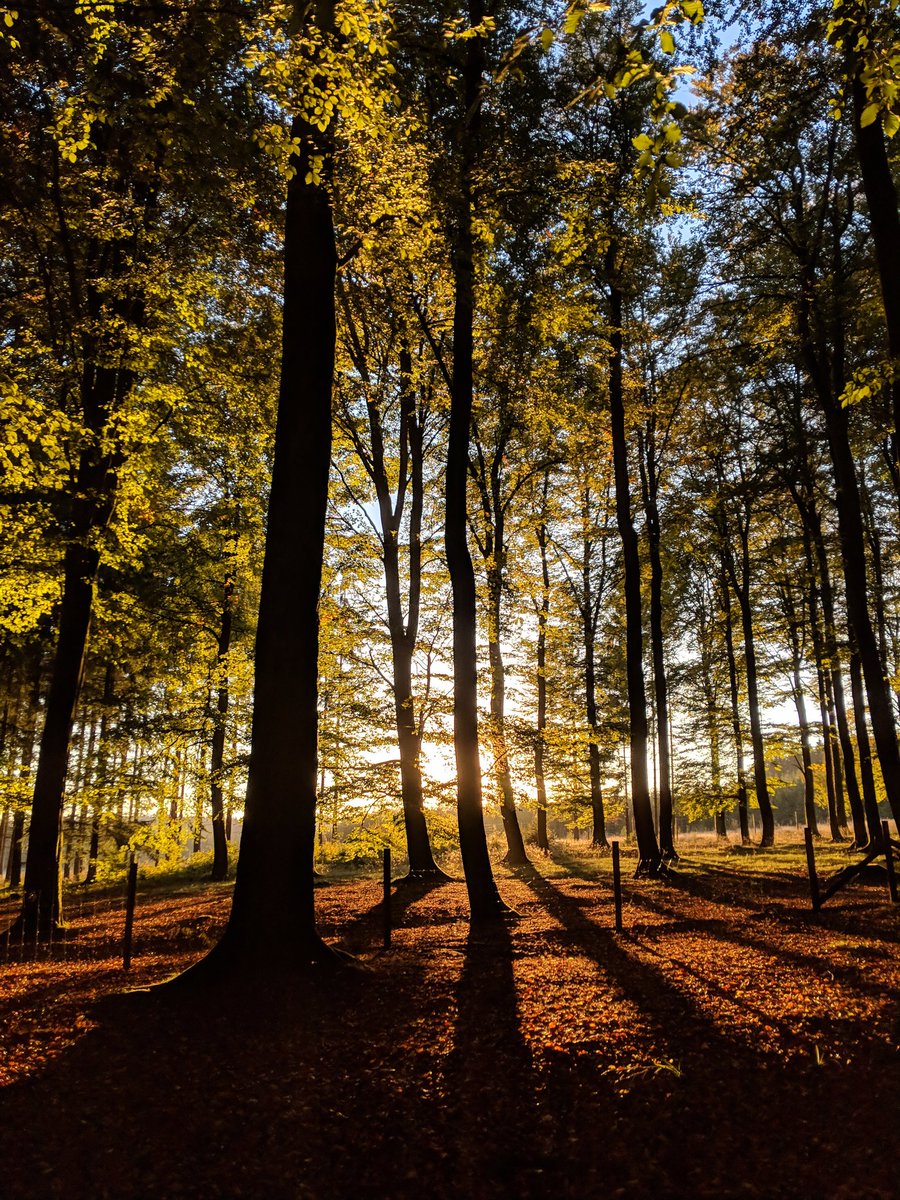 peterparkorr's tweet photo. To sum up the last two days hiking in the forests of the #Ardennes (a leisurely 37km) and camping under the stars... Wow. Impressive work nature! #sansfilter #belgium https://t.co/hIDT4w0nZC