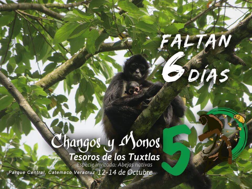 Changosymonos's tweet photo. Estamos a seis días de dar inicio a nuestro festival ¿Ya estás listo? Consulta el programa aquí:  https://t.co/Df81TnnKeD https://t.co/mP4ccYKD7O
