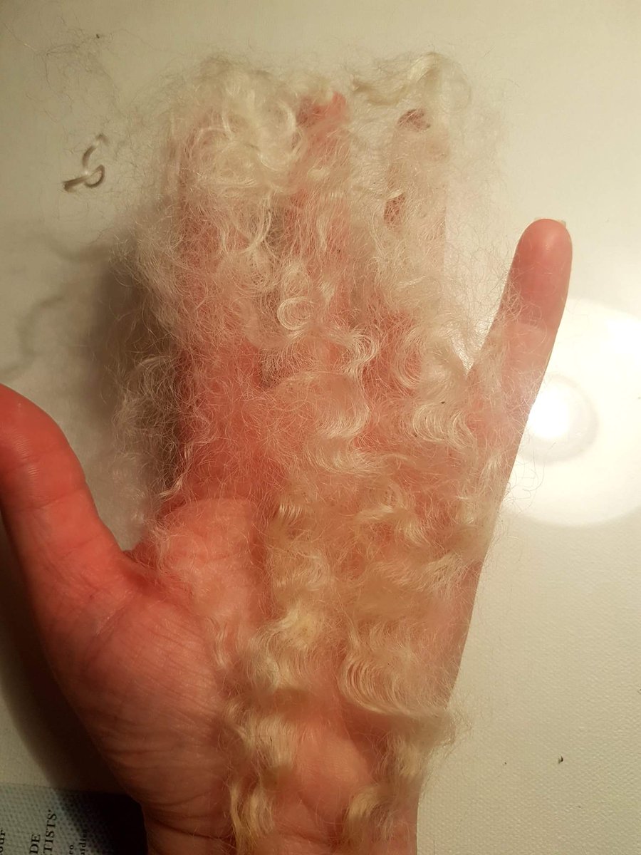 ShedSheep's tweet photo. I've now listed some gorgeous Cotswold locks. Amazing golden creamy colour. Very limited stock so get it whilst you can!
#Cotswolds #dollhair #newborn #woolweek #wool #handmadehour #onlinecraft #blythereroot https://t.co/0UursYLtSd