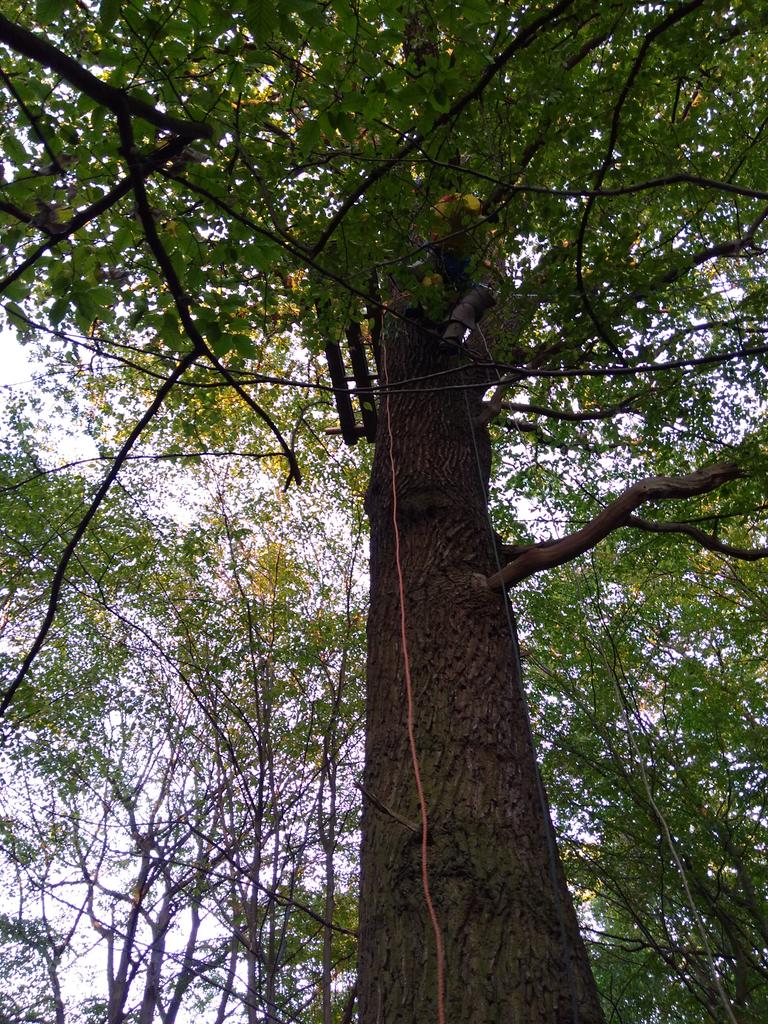 Schlupfwinkel (@reuldoch) on Twitter photo Heute ist Ecke-AutobahnCosyTown-Hauptweg ein weiterer Baum besetzt worden: der Schlupfwinkel. #Hambacherforst #hambibleibt Wir freuen uns morgen auf Besuch beim Spaziergang <a href="/HambiBleibt/">@hambibleibt@todon.nl</a> Heute ist Ecke-AutobahnCosyTown-Hauptweg ein weiterer Baum besetzt worden: der Schlupfwinkel. #Hambacherforst #hambibleibt Wir freuen uns morgen auf Besuch beim Spaziergang <a href="/HambiBleibt/">@hambibleibt@todon.nl</a>