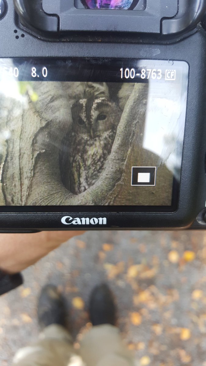 Vandaag tijdens #EuroBirdwatch een fraaie excursie gehad met Mike Harrison (Alberta, CA) in IJmuiden, die gestuwde trek van 1000en trekvogels (Vink, Zanglijster, Graspieper, Spreeuw) met krenten Boomleeuwerik Velduil en Grote Gele Kwik wel het mooist vond. Als toetje deze Bosuil