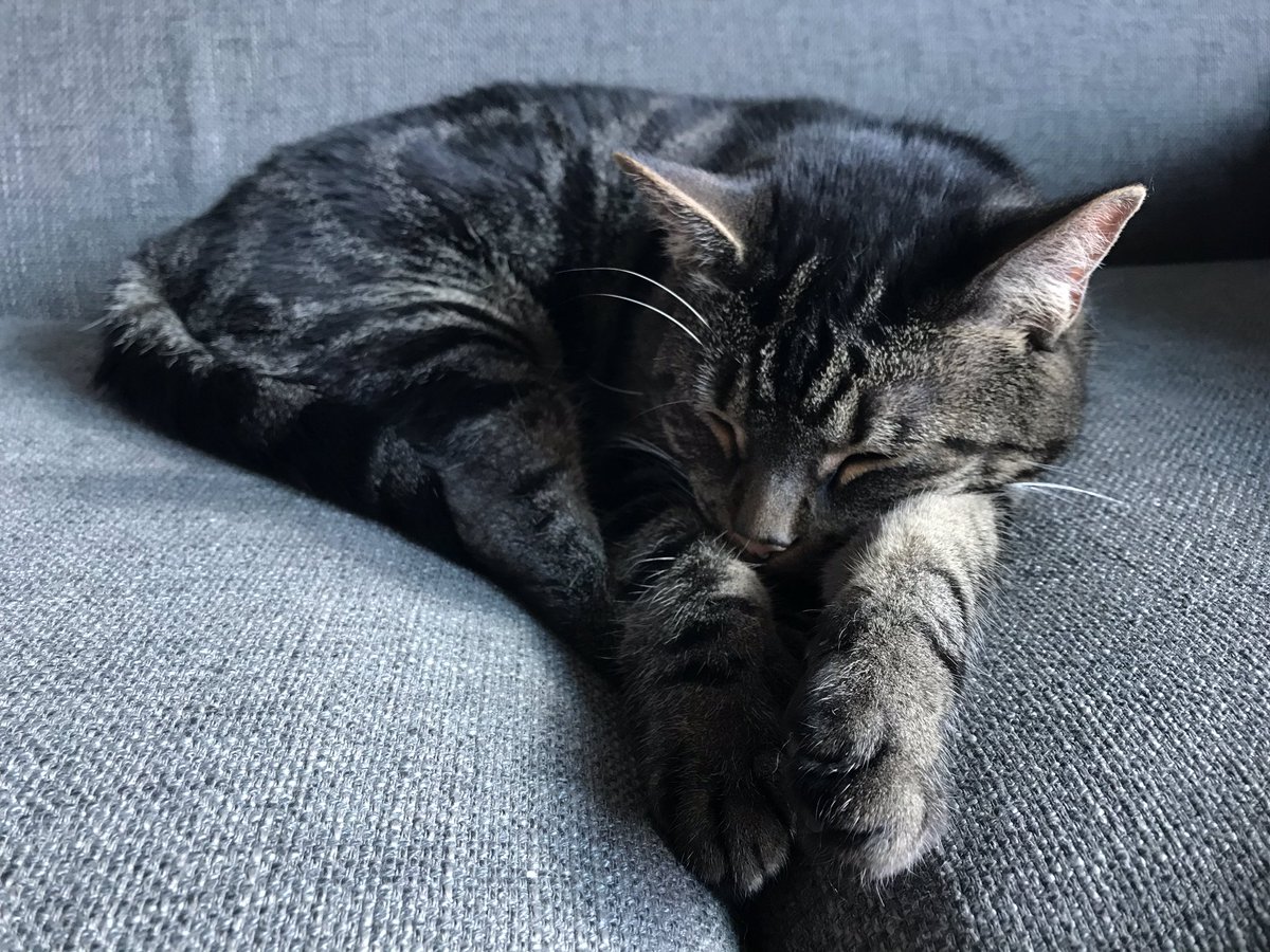 a1toffler's tweet photo. Impulse buying books, admiring overpriced hats, great tunes and the worlds cutest cat. Do anything you can to bring yourself joy on the hard days. https://t.co/zFyEupVTxn