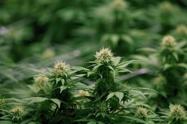 THEMMEXCHANGE's tweet photo. B.C. gov’t releases updated rules on cannabis, consumption 

https://t.co/W7xfENWboB #MME #marijuana #cannabis #BC #BritishColumbia #Canada https://t.co/PeTmgtjObs