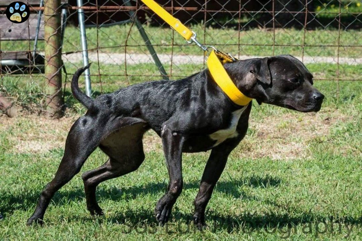 american pitbull terrier adba