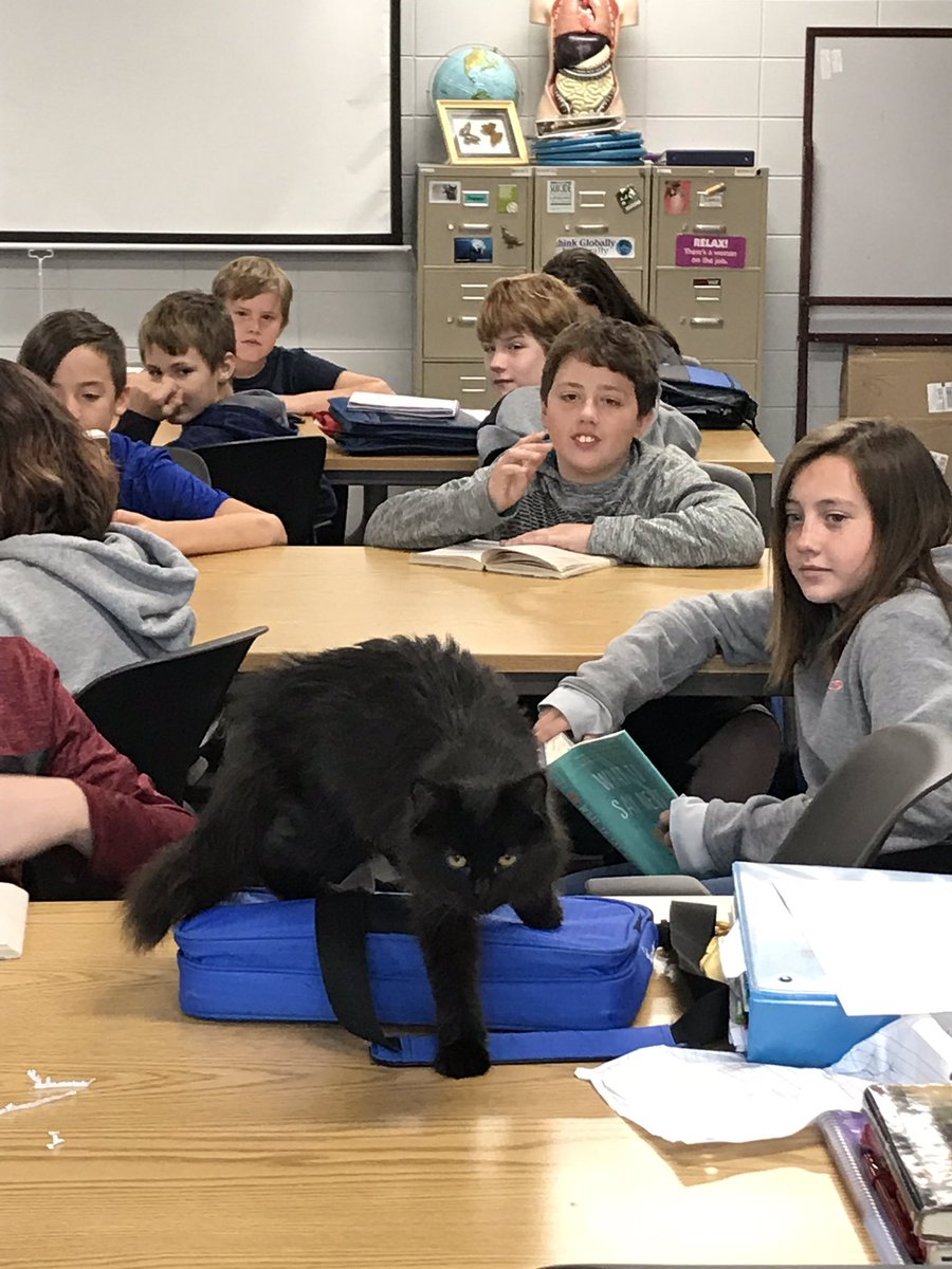 earthleo's tweet photo. And did I share that we had a special guest this week in our classroom? Couldnโt let her get run over! They named her โEinsteinโ #Readingkitty #majordistraction๐ #Kittyfoundahome https://t.co/AZCOFGMdGA