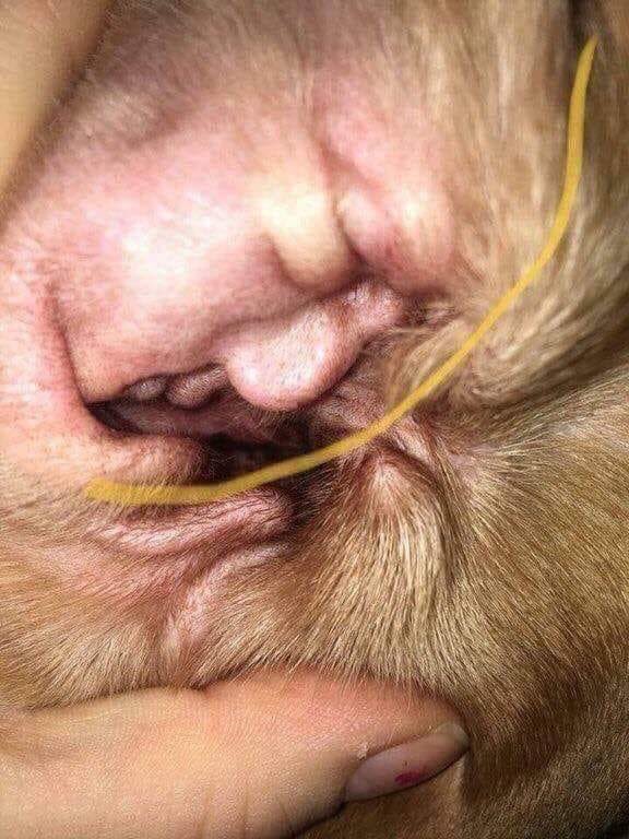 cmstone2's tweet photo. So my buddies sister was cleaning some dog ears and met Donald Trump lmao #DonaldTrump #Pareidolia https://t.co/AWfvjIM3Ia