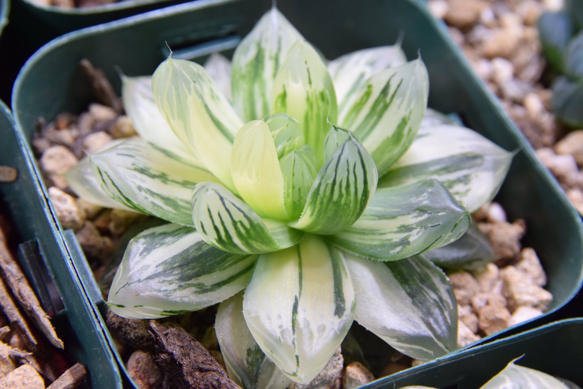 くじら ハオルチア 花火 連休雨が降らないって素晴らしいですね 最近平日天気 ばかりだったので嬉しい限りです 屋上なんかあったら最高なんですがね 多肉植物 ハオルチア T Co Lwpabcvz51 Twitter