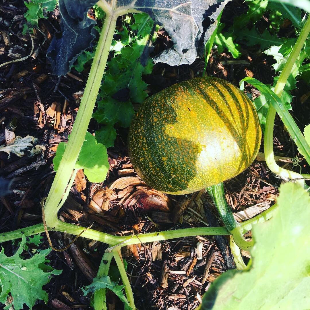 Melissa McIntosh (@missylumac) on Twitter photo Farming fun!! So many Squash!! 
#healthylifestyle #squash #horses #fall #pumpkin #sunflower #harvestparty #farming Farming fun!! So many Squash!! 
#healthylifestyle #squash #horses #fall #pumpkin #sunflower #harvestparty #farming