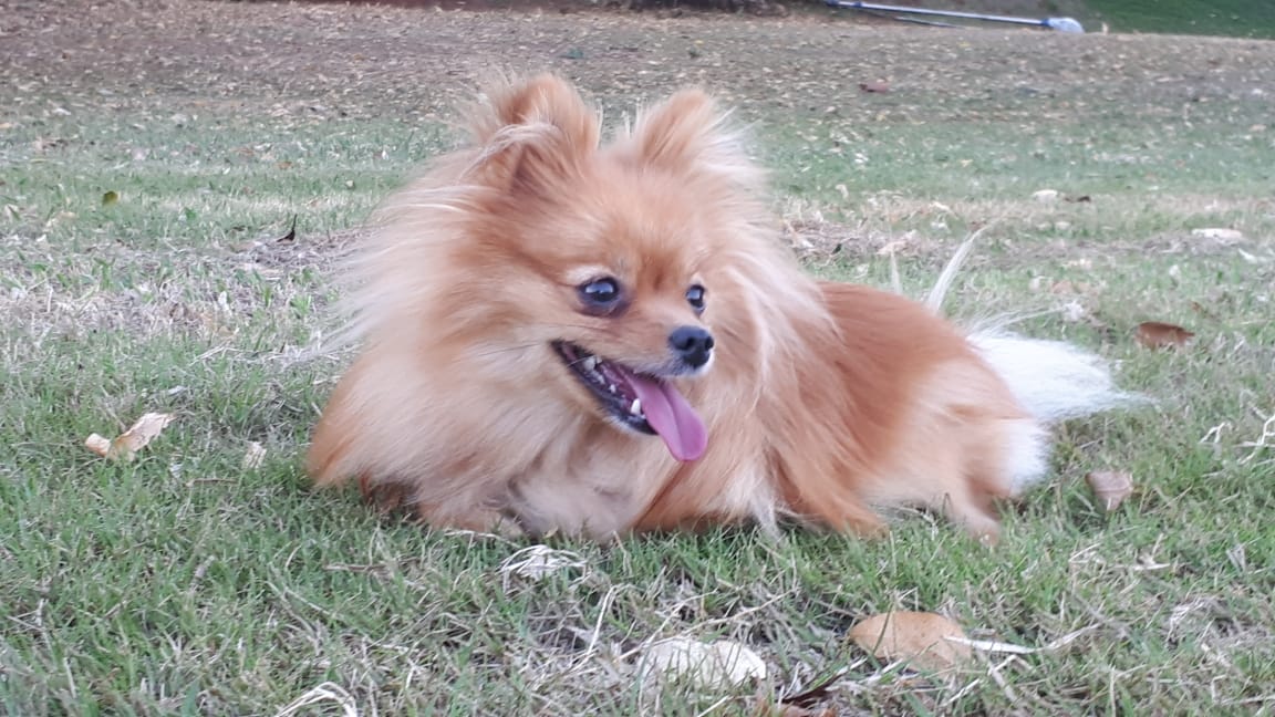whtstromwick's tweet photo. @wesleystromberg look my dog, her name is Mel and she also love you #WesleyStreamParty https://t.co/exzILmtHnS
