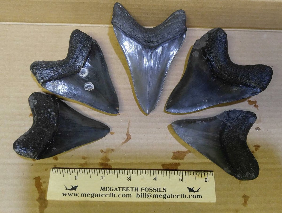 megateethfossil's tweet photo. All the teeth from my two dives today. Most are from my second dive.  All really nice. The big one is right at 5 in.  Did not have a caliper but it looks to be just over 5. We will also have a tent on Savannah’s River Street now through Sunday for Oktoberfest. Stop by! #megalodon https://t.co/H0ud48PfTK