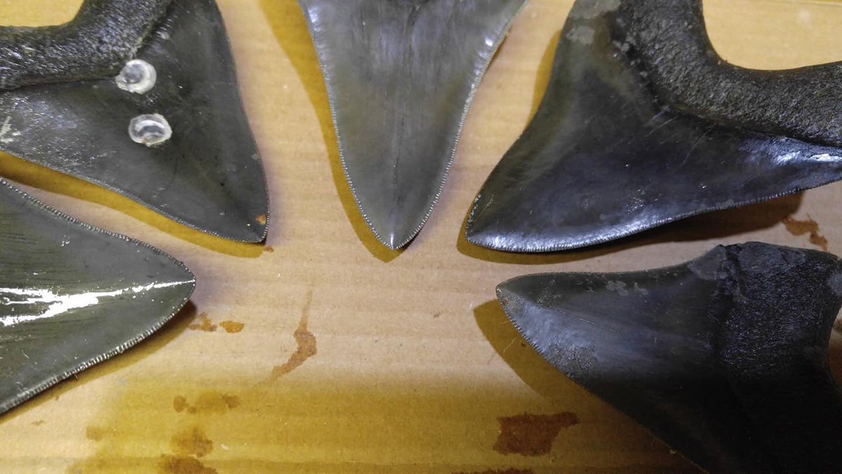 megateethfossil's tweet photo. All the teeth from my two dives today. Most are from my second dive.  All really nice. The big one is right at 5 in.  Did not have a caliper but it looks to be just over 5. We will also have a tent on Savannah’s River Street now through Sunday for Oktoberfest. Stop by! #megalodon https://t.co/H0ud48PfTK