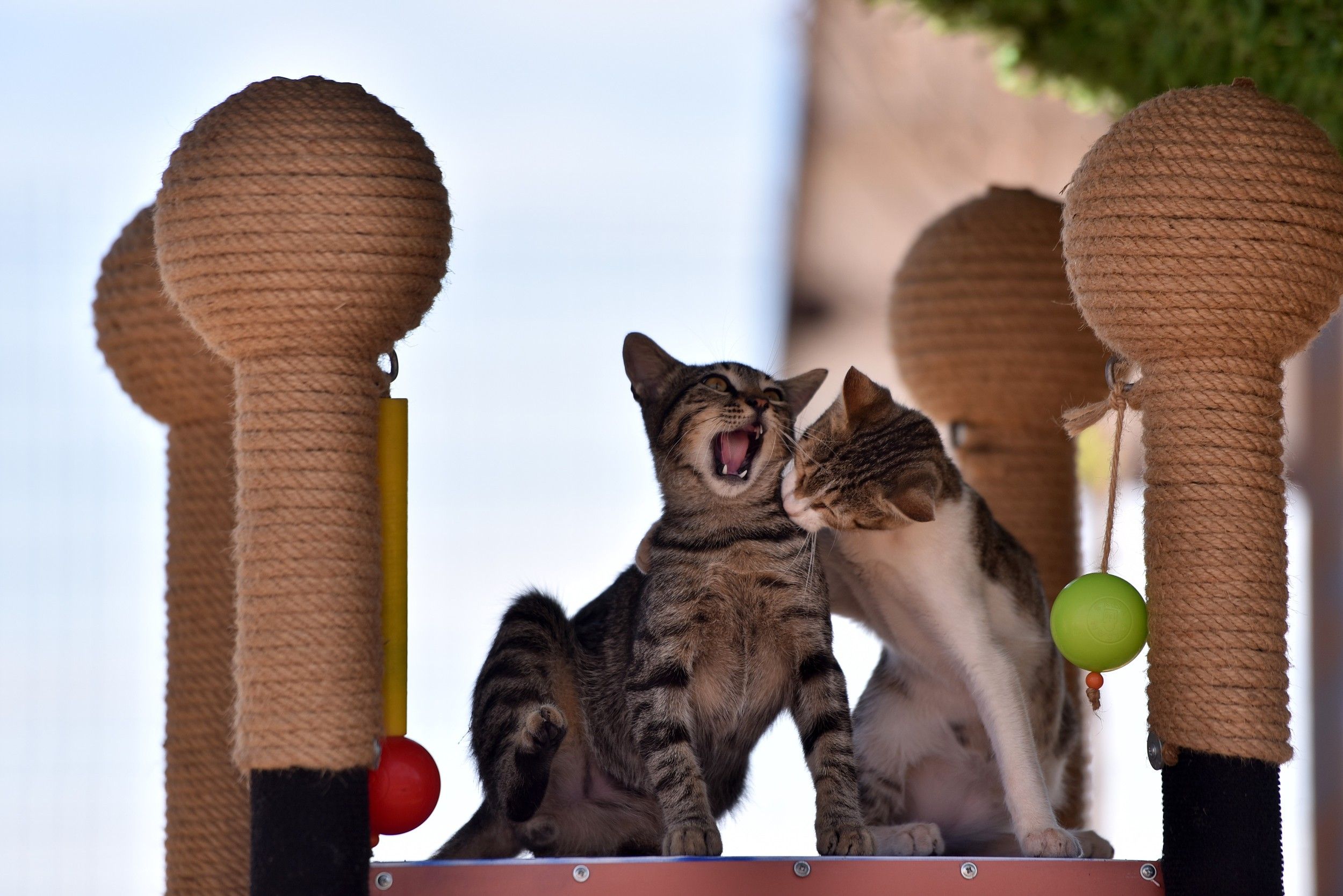 Turquía construye un parque para gatos callejeros - Anadolu Ajansı