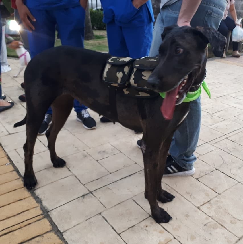 elmeridiano_co's tweet photo. Muchas mascotas monterianas participan hoy sábado 6 de octubre en el Centro Comercial Alamedas de #Montería @alamedascc del 4° Festival de Mascotas, organizado por Monterrico Veterinaria y Spa @monterricovs. #Mascotas #Perros #Gatos. https://t.co/Mnv4YEF7Xo