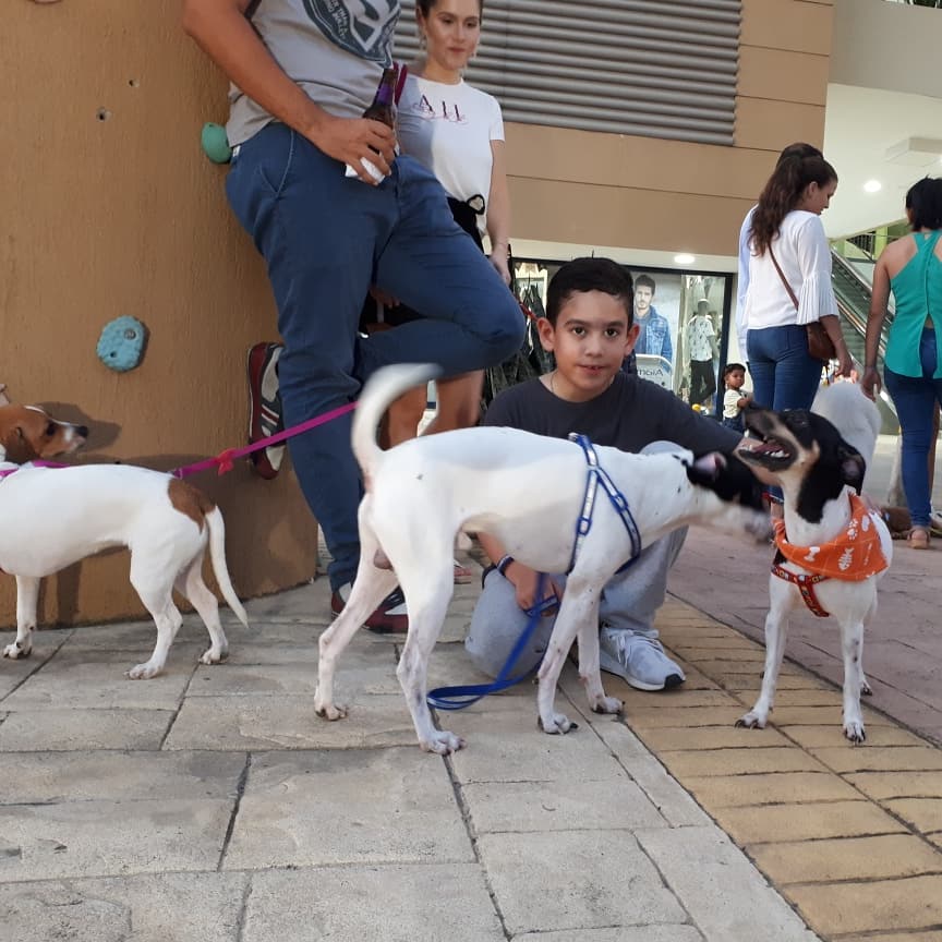 elmeridiano_co's tweet photo. Muchas mascotas monterianas participan hoy sábado 6 de octubre en el Centro Comercial Alamedas de #Montería @alamedascc del 4° Festival de Mascotas, organizado por Monterrico Veterinaria y Spa @monterricovs. #Mascotas #Perros #Gatos. https://t.co/Mnv4YEF7Xo